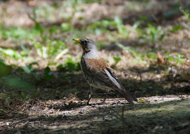 则依